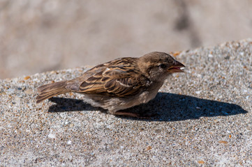 Moineau mangeant de la mie de pain, sur un trottoir.