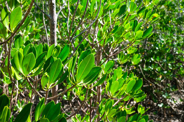 Mangrove forest