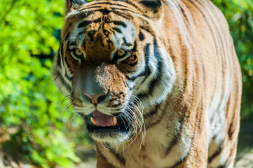 Fototapeta na wymiar Tigre d'Asie photographié dans un parc animalier.