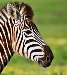 Fototapeta na wymiar Portrait of a beautiful Zebra in South Africa