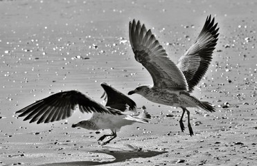 Close up of two young Seagulls on the beach