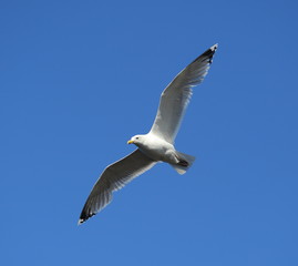 Flying Seagull against the sky