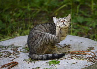 Cat scratching his neck with his hind leg