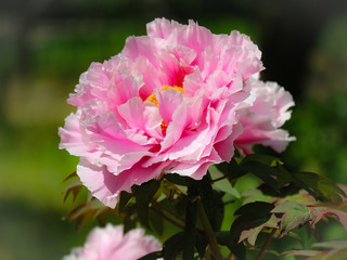 Obraz premium 美しく開花した牡丹の花