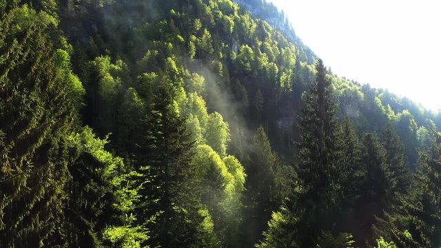 Mist among coniferous trees 