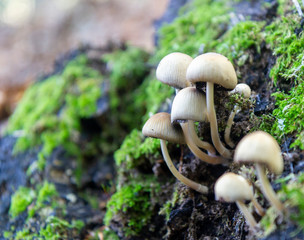 mushrooms on tree in the woods