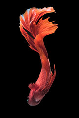 Close up art movement of red betta fish,Siamese fighting  fish isolated on black background. - obrazy, fototapety, plakaty