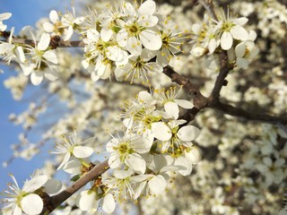 cherry flower