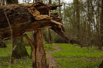 Fallen birch tree. Trees are dying young.