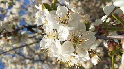 cherry flower