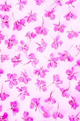 Beautiful pattern made of fresh willow-herb flowers on pink background