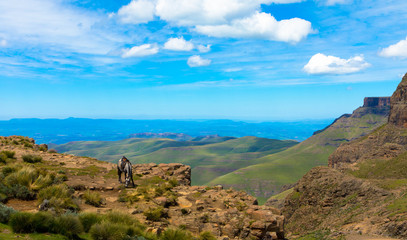 Panoramic view of Drakensberg mountains, horses in foreground. Near sani pass lesotho - obrazy, fototapety, plakaty