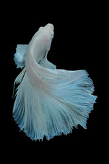 Close up art movement of multi colour betta fish,Siamese fighting  fish isolated on black...