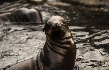 Sea lion