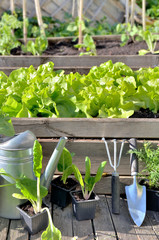 gardening equipment and vegetable growing  in vegetable garden