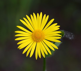 Obraz premium Yellow garden flower close up