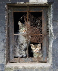 A cat with a kitten in a barred cellar window