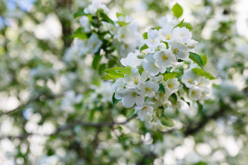 Apple blossom flowers