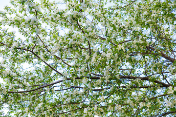 Apple blossom flowers