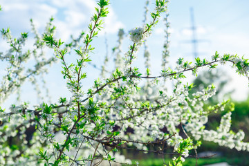 Apple blossom flowers