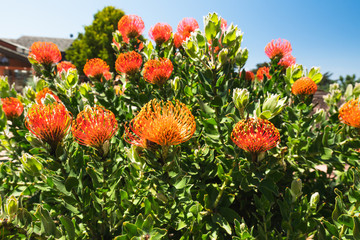 Orange Pincushion protea flower, needle protea. Beautiful tropical flowers in bloom