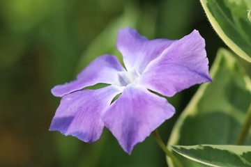 ツルニチニチソウの紫の花