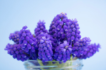 Muscari's first spring flowers in a glass vase close-up. Blue flowers on a blue background. Primroses. Spring concept, postcard. Copy space