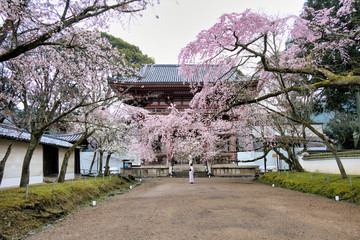 京都、醍醐寺の桜の風景
