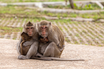 Family monkeys ( Crab-eating macaque )  cold in morning at the park of Thailand