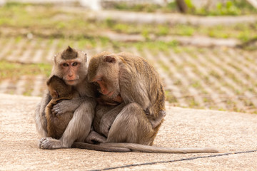 Family monkeys ( Crab-eating macaque )  cold in morning at the park of Thailand