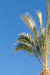 Obraz na płótnie Canvas Palm tree against the blue sky.