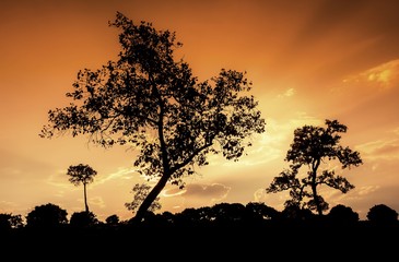 Amazing trees silhouettes at sunset with incredible and stunning sky on fire