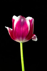 Tulip. Beautiful bright flower tulip flower pink white on a black background, close-up.