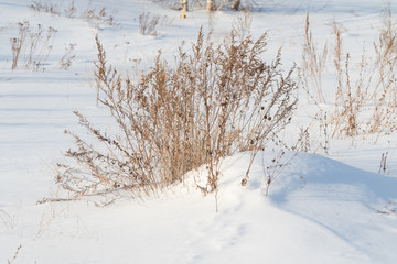 Winter is nature. Dry branches of grass covered with snow, winter landscape.