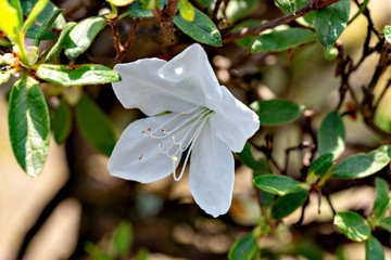 White azalea （Rhododendron) in full bloom in Japan