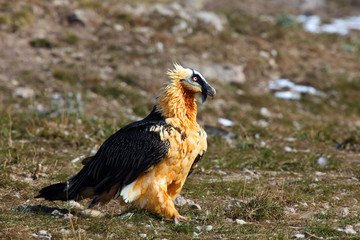 The bearded vulture (Gypaetus barbatus), also known as the lammergeier or ossifrage on the feeder. Adult bird scavenger on meadow.