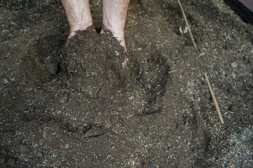 A person with a new gardening  agriculture Hobbie due to the Corona Virus Quarantine 