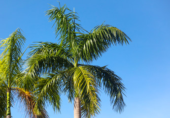 Obraz na płótnie Canvas Large green branches on coconut trees against the sky