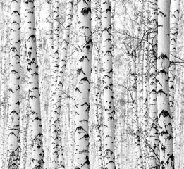 Badkamer foto achterwand Witte berkenbomen in de winterbos, textuurberk als achtergrond. Landschap van een winter berkenbos. © Prikhodko