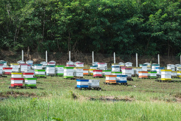 Fototapeta na wymiar Beehives in bee farm