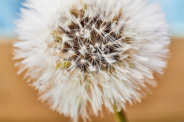 Macro shot of a dandelion on a brown-blue background. Close-up