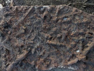 fossil