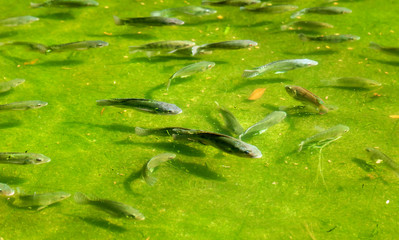 Obraz premium A fish swims in green water.