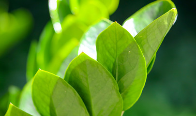 Green leaves on a plant in nature.
