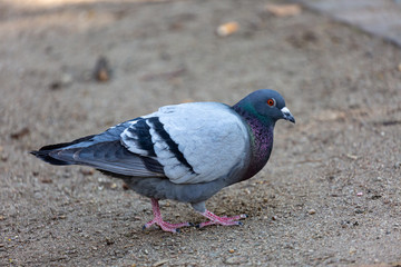 Pigeon waking on the grass in park