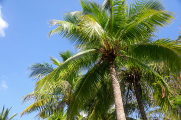 Fototapeta na wymiar Large green branches on coconut trees against the sky