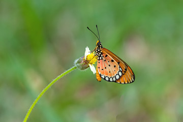 Close up beautiful Butterfly  (Tawny Coster, Acraea violae) and white grass flower