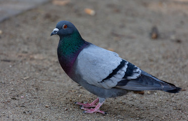 Pigeon waking on the grass in park