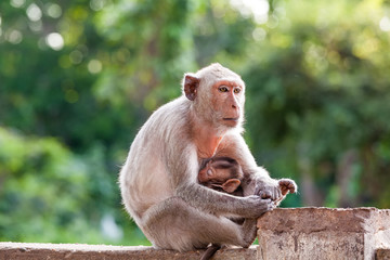 Naklejka premium Mother Crab-eating macaque feeding her baby on concrete fence in the park