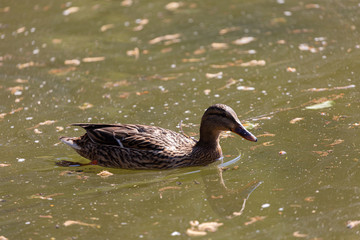 Swimming duck in the water